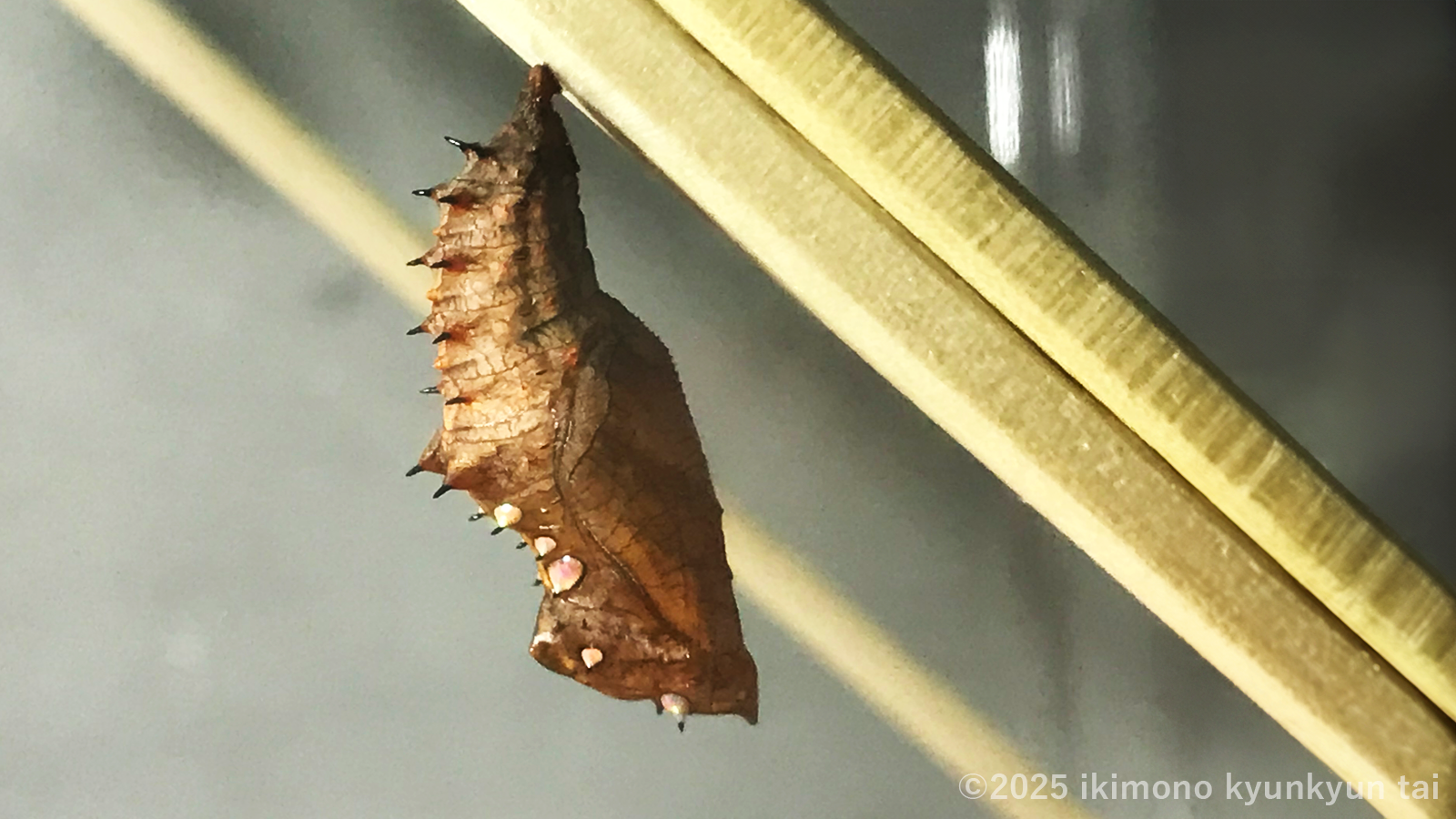 蝶 ツマグロヒョウモン 蛹 トゲ オス メス