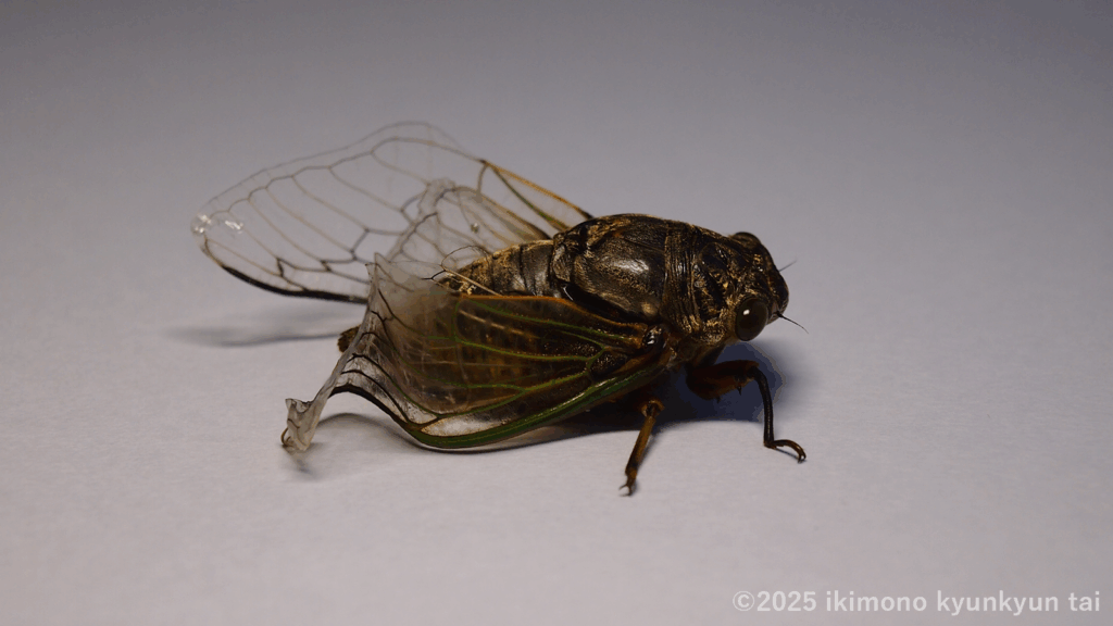 セミ　クマゼミ　昆虫　羽化不全