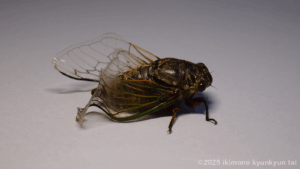 セミ　クマゼミ　昆虫　羽化不全