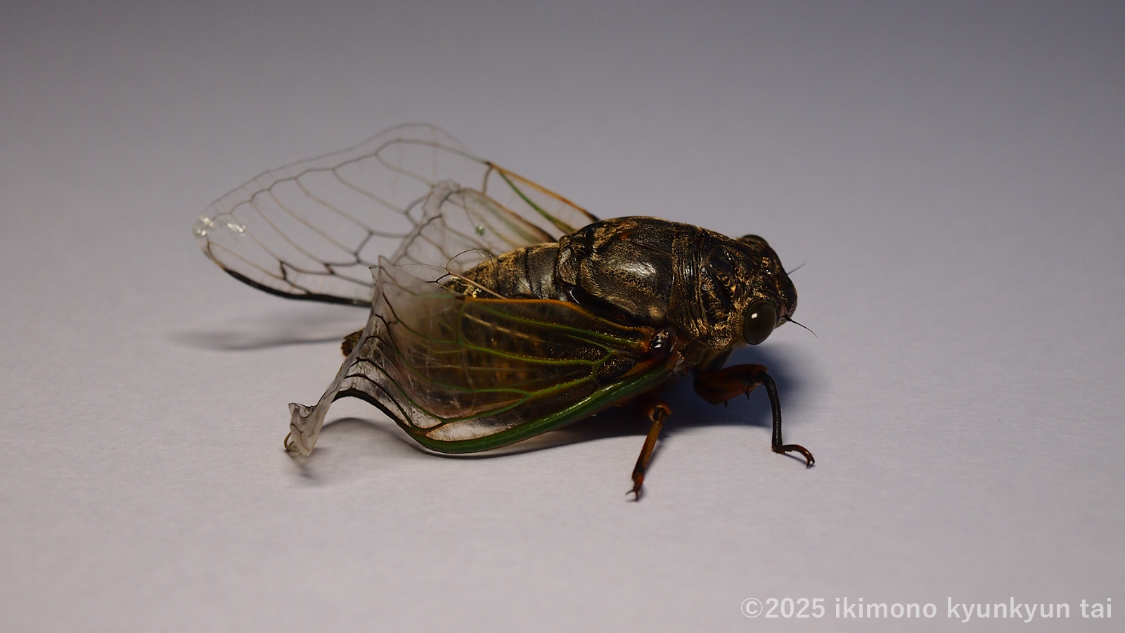 セミ　クマゼミ　昆虫　羽化不全