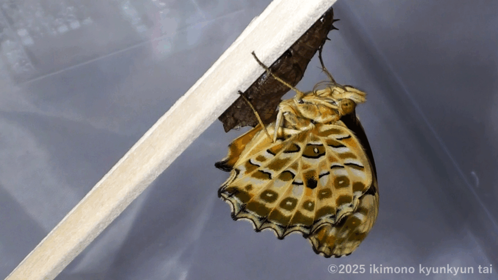 蝶　ツマグロヒョウモン　飼育　羽化