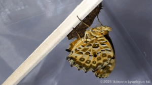 蝶　ツマグロヒョウモン　飼育　羽化