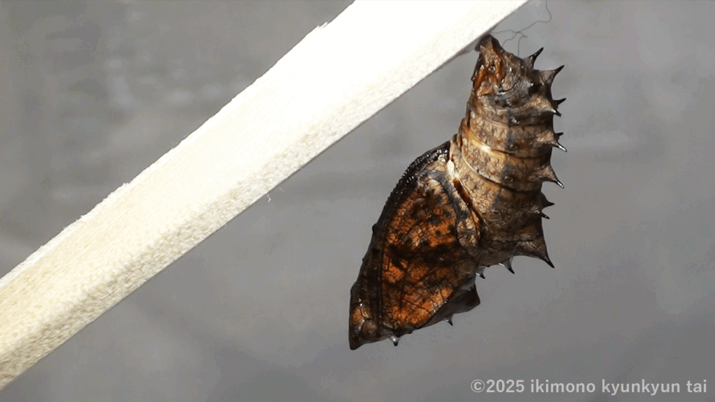 蝶　ツマグロヒョウモン　蛹　羽化直前