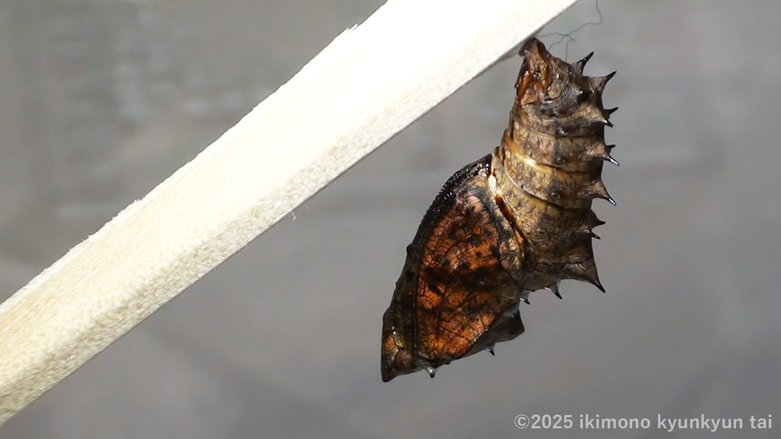 蝶 ツマグロヒョウモン 蛹 羽化直前